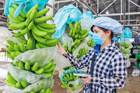 Exportaciones de durián, plátano y pitahaya de Vietnam dan buenas señales en 2023