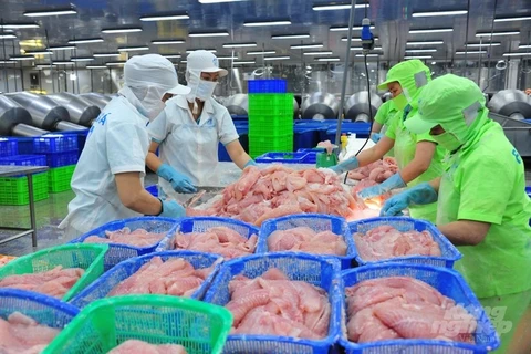 China compra gran cantidad de pescado Tra de Vietnam 
