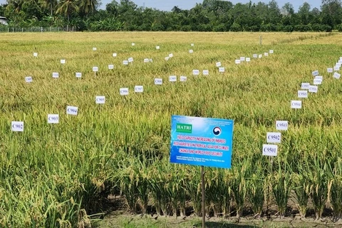 Vietnam desarrolla nueva variedad de arroz resistente a la sequía y salinidad