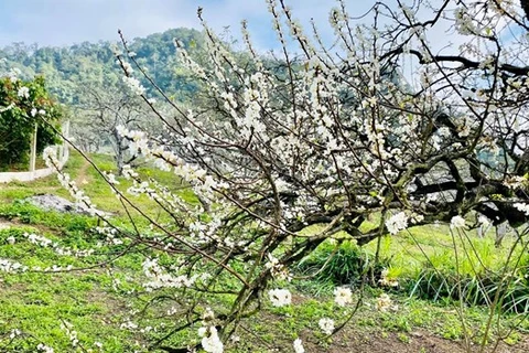 Contemplan belleza pura de flores de ciruelo en la meseta de Bac Ha 