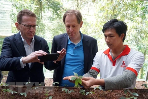Expertos extranjeros inspeccionan cultivo de ginseng Ngoc Linh en Quang Nam