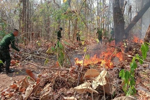 Focos de incendios forestales en Tailandia establecen récord diario 