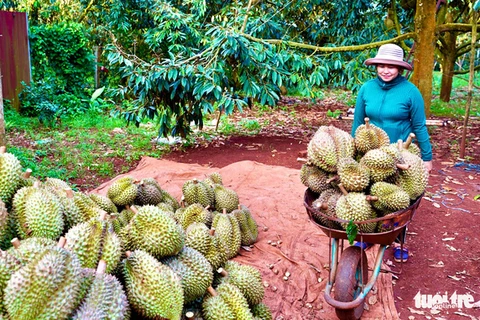 Cientos de áreas de cultivo de durián de Vietnam reciben códigos de exportación a China