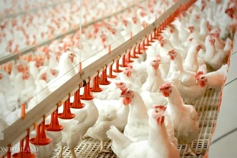 Vendedores domésticos de aves se enfrentan a dura competencia del pollo importado