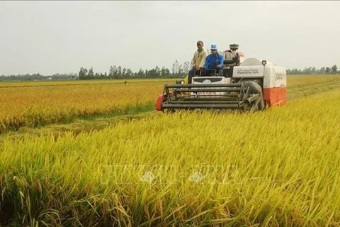 Noruega financia a Vietnam para desarrollar arroz adaptable al cambio climático