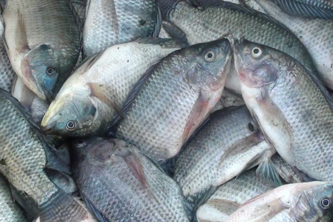 Indonesia aumenta la producción de tilapia para satisfacer la demanda mundial