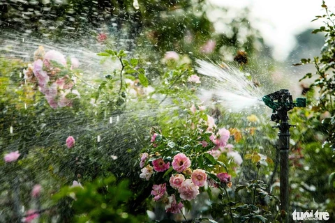 El Festival de Flores de Me Linh se celebrará en Hanoi cada noviembre