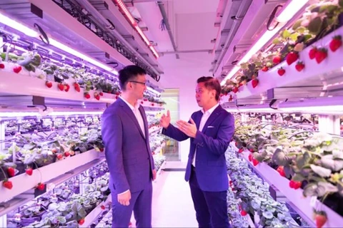 Singapur aplica alta tecnología en el cultivo de fresas en Malasia y Tailandia