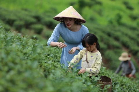 Vietnam por promover turismo agrícola y rural 