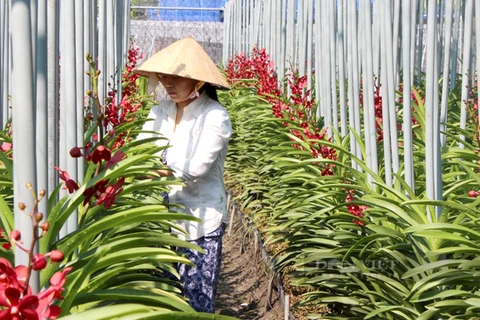 Ciudad Ho Chi Minh mejora capacidad de producción de flores y plantas ornamentales para exportación