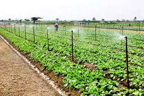 Hanoi promueve áreas agrícolas concentradas