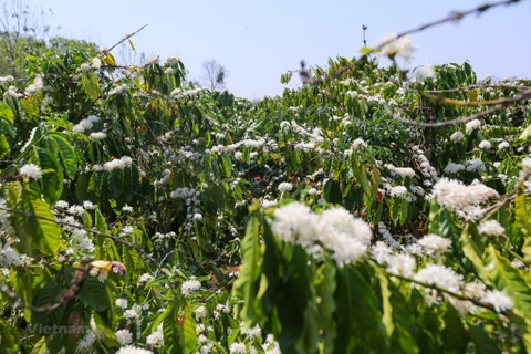 Contemplan temporada de floración de café en provincia de Son La