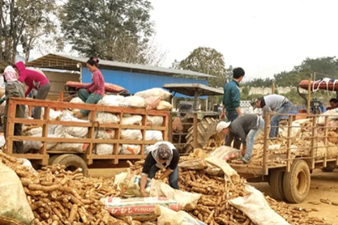 Laos registra aumento súbito en exportaciones de productos agrícolas
