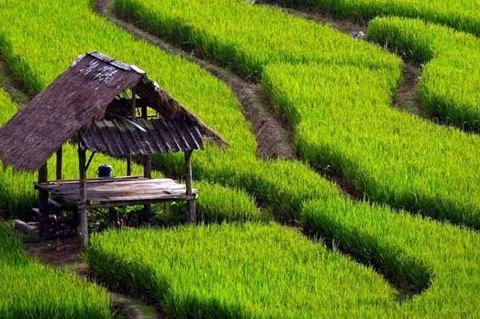 Indonesia prioriza la agricultura moderna y sostenible