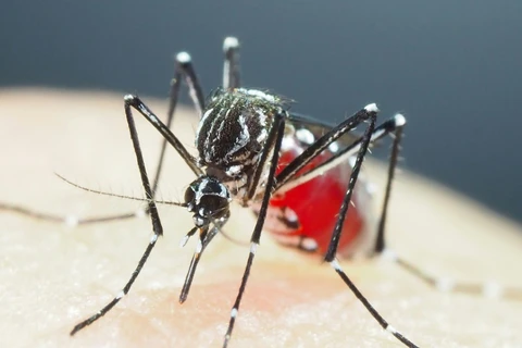 Tailandia abre centro de operaciones de emergencia por aumento de casos de dengue