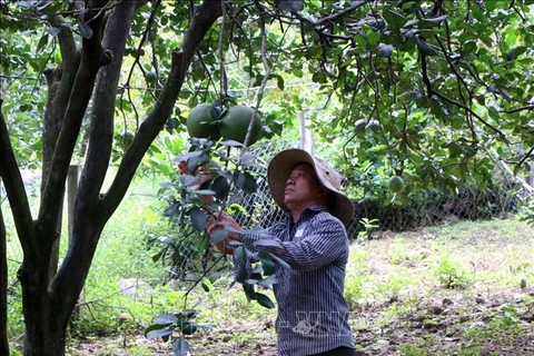 Ninh Thuan recibe código para exportación de pomelo a Estados Unidos