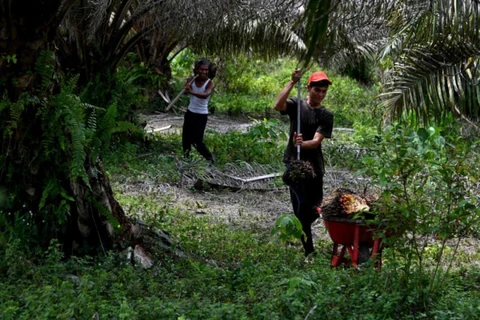 Indonesia ampliará el área de cultivo de palma
