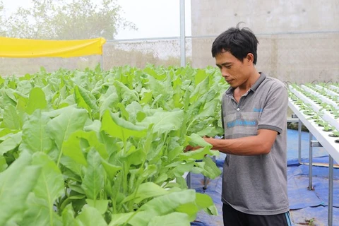 Ninh Thuan de Vietnam amplía producción agrícola de alta tecnología 