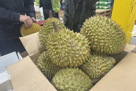 Reino Unido, mercado potencial para exportación del durián vietnamita 