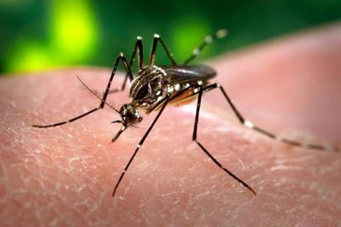 Laos registra aumento drástico de casos de dengue 
