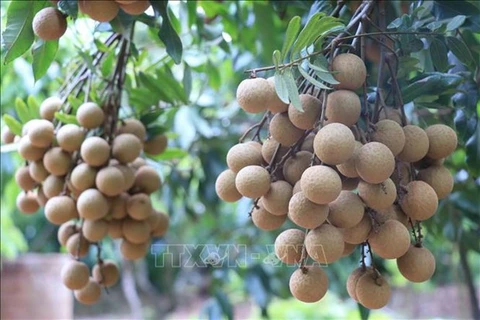 Provincia de Vietnam promueve exportación de longan a Japón