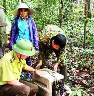 Liberan en provincia vietnamita animales en peligro de extinción