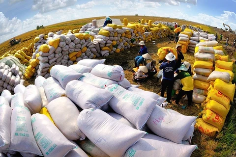 Exportaciones de arroz de Vietnam superarán cuatro mil millones de dólares en 2023