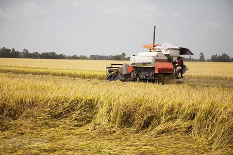 Precios de arroz exportable vietnamita alcanza récord en 12 años