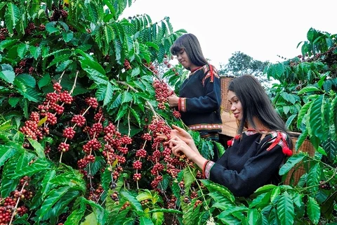 Industria de café vietnamita se adapta a regulación antideforestación de la UE