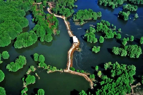 Nominan bosque de protección de Can Gio en lista de sitios Ramsar