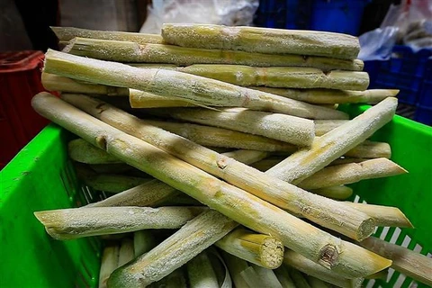 Exportan más de 17 toneladas de caña de azúcar fresca al mercado estadounidense