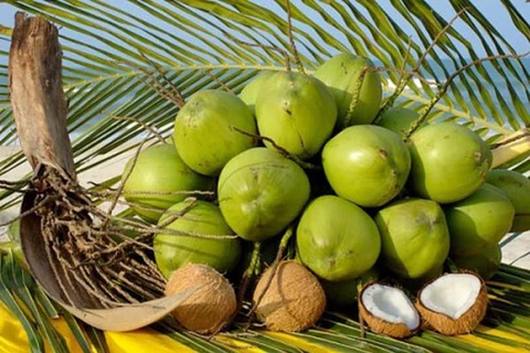 Valor de exportación de coco de Vietnam alcanzará mil millones de dólares en 2025