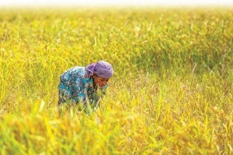 Indonesia toma medidas para reducir precio del arroz