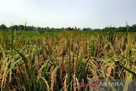 Gobierno indonesio recomienda mantener las importaciones de arroz