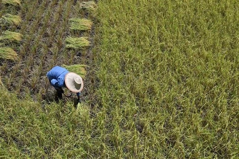 Producción de arroz tailandesa disminuirá por El Niño