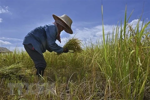 Gabinete tailandés aprueba la suspensión de deuda de agricultores