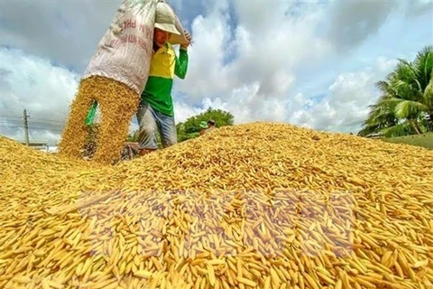 Proponen a países de ASEAN priorizar exportaciones de arroz intrabloque