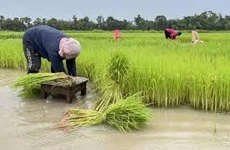 Tailandia tiene suficiente agua para producir segunda cosecha de arroz