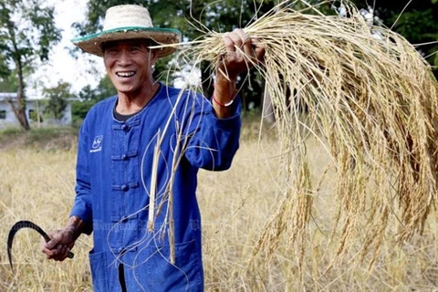 Tailandia se esfuerza por innovar el sector agrícola