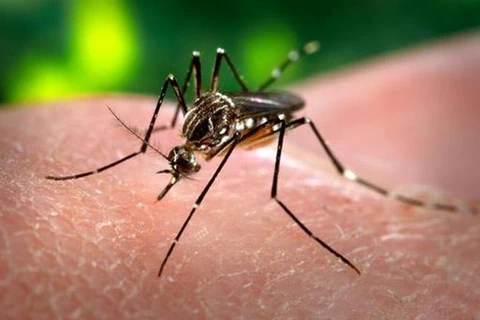 Indonesia planea desarrollar vacuna local contra dengue