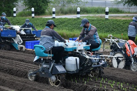 Tailandia se esfuerza por innovar en agricultura