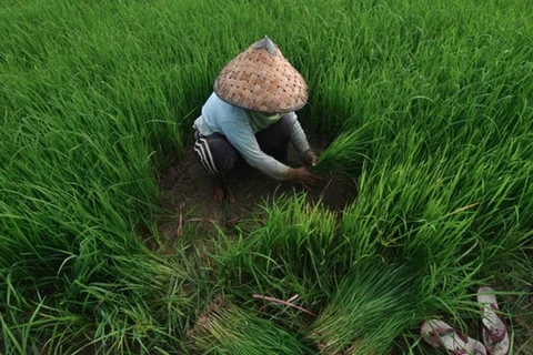 Indonesia apunta a la autosuficiencia en arroz en 2024