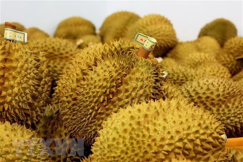 Ventas de durián: mayor contribuyente a exportación de frutas vietnamitas