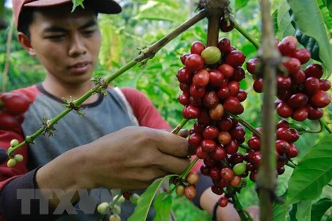 Indonesia promueve exportaciones de café a Qatar