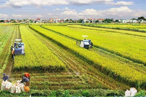 Vietnam busca atraer inversiones en agricultura y desarrollo rural