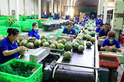 Reportan alza crucial de exportaciones de hortalizas y arroz de Vietnam 