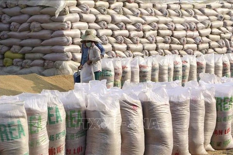 Precio de exportación de arroz vietnamita marca un nuevo máximo