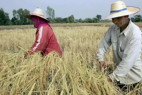 Tailandia eleva objetivo de exportación de arroz a 8,5 millones de toneladas en 2023