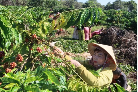 Mejoran calidad de café para aumentar el valor y la competitividad