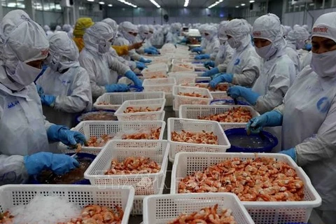 Exportaciones de camarones podrían totalizar 3,4 mil millones de dólares